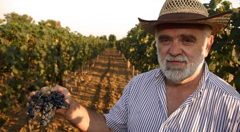 Berba vinograda kod Mačka